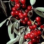 Shepherdia Buffalo Berry