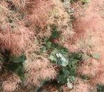 Smoke Tree Cotinus