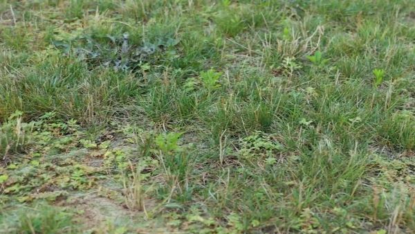 Turf Builder lawn before treatment