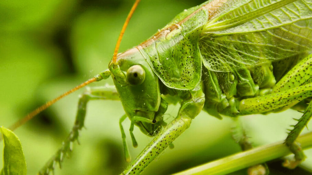 bitting grasshoppers