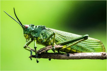 do grasshoppers bite