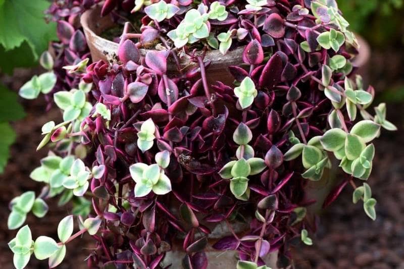 (Crassula Pellucida Variegata)