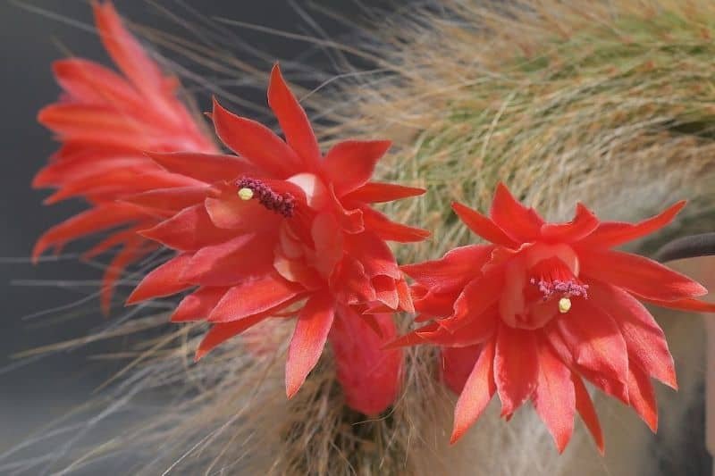 Monkey’s Tail (Hildewintera Colademononis)