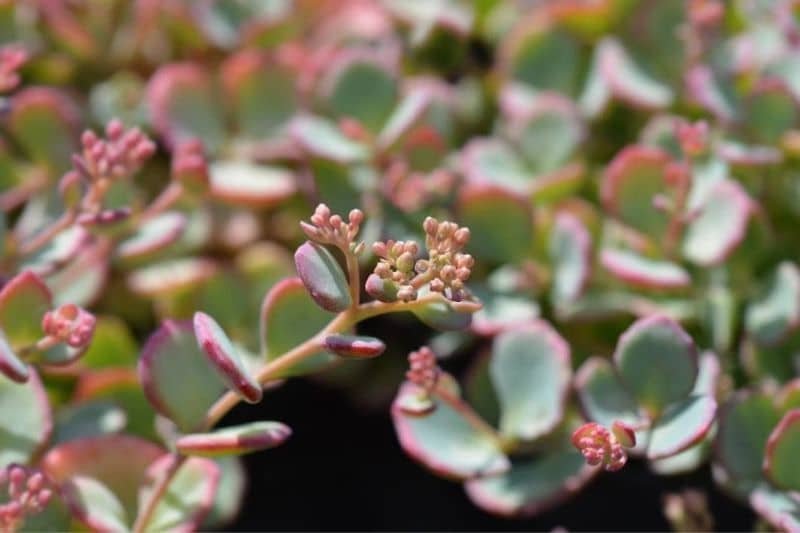 October Daphne (Sedum Sieboldii)