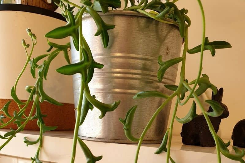 Senecio Peregrinus string of dolphins