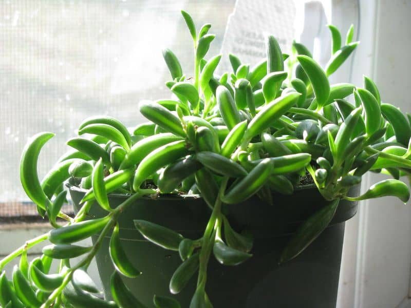 String Of Bananas Plant (Senecio Radicans) 2