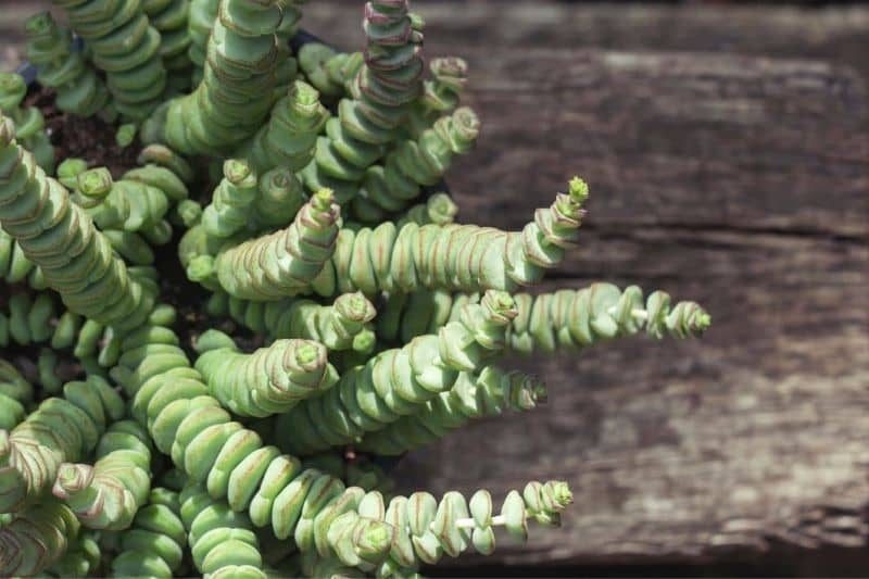 String Of Buttons (Crassula Perforata)
