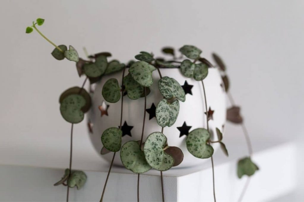 String Of Hearts Plant (Ceropegia Linearis Subsp. Woodii)