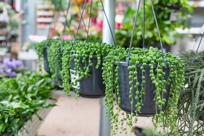 String Of Pearls Plant (Curio Rowleyanus)