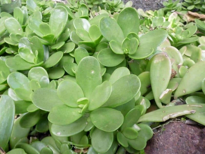 Trailing Jade Plant (Senecio Jacobsenii)