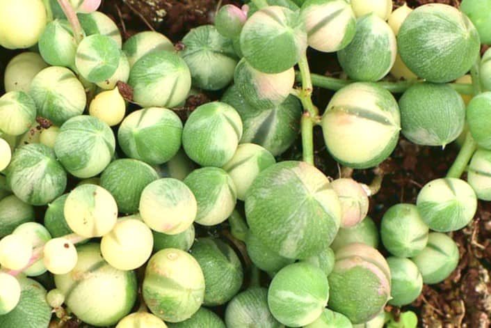 Variegated String Of Pearls (Senecio Rowleyanus Variegata)