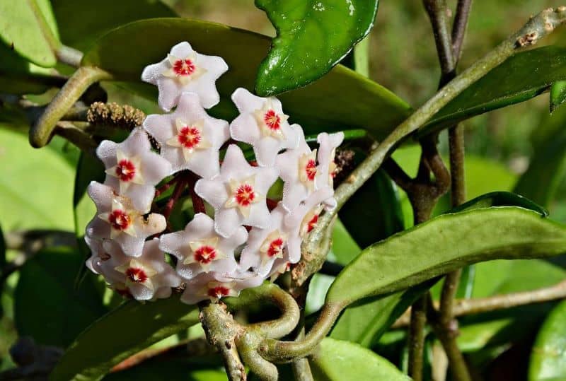 Wax Plant (Hoya Pachyclada)