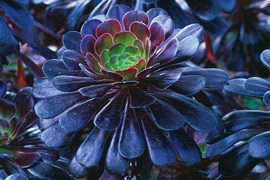 Aeonium Arboreum ‘Zwartkop’ (Black Rose)2