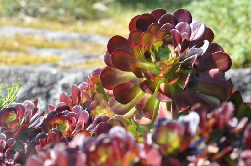 Aeonium 'Velour'