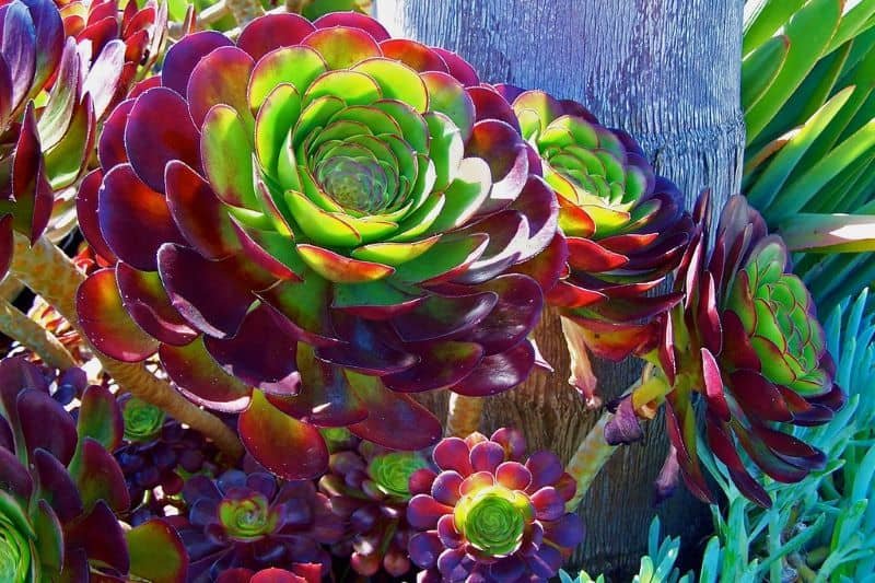 Aeonium_arboreum_Atropurpureum