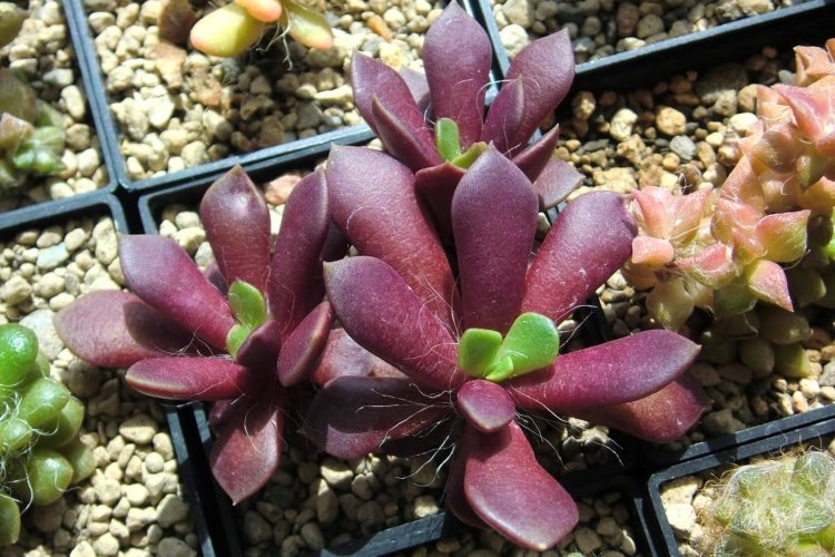 Anacampseros rufescens_2