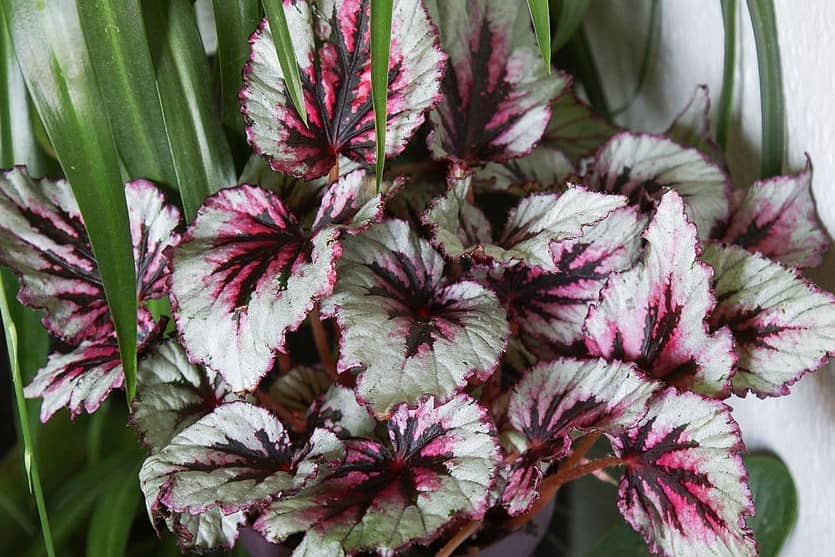 Begonia-Maori-Haze.