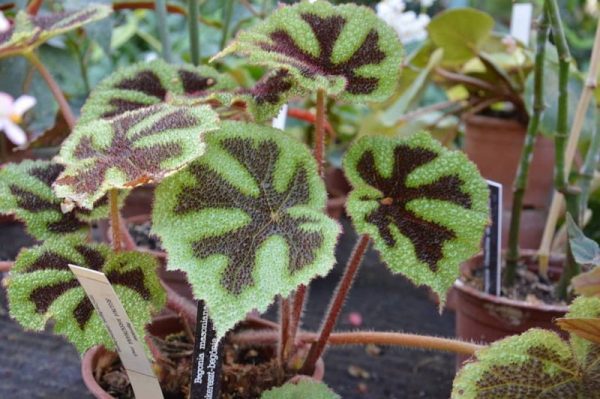 Begonia-masoniana_Iron-Cross