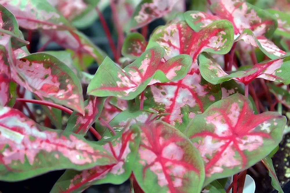 Caladium bicolor