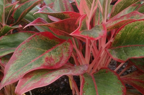 Chinese Evergreen Aglaonema Siam Aurora