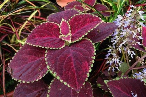 Coleus Plectranthus scutellarioides