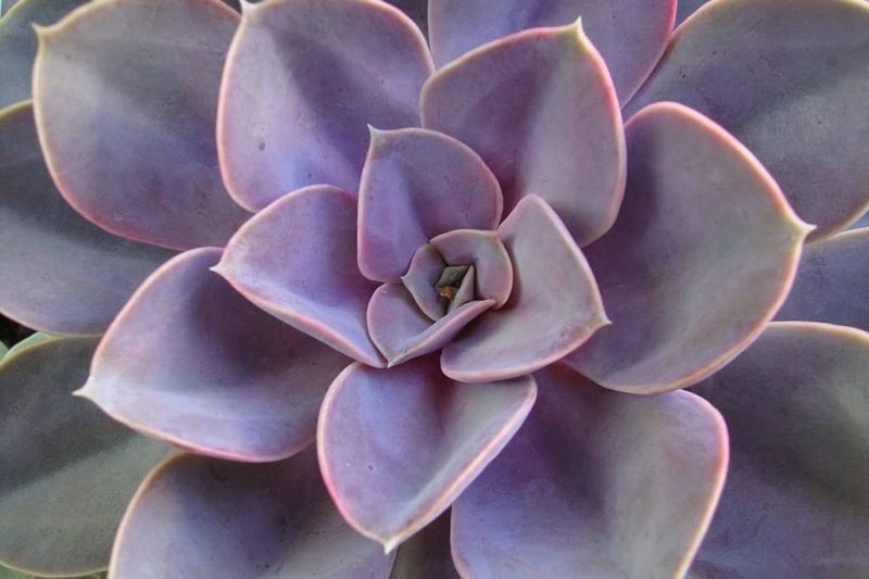 Echeveria 'Perle Von Nürnberg'