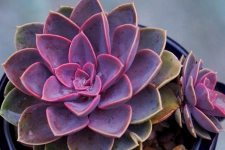 Purple Succulents
