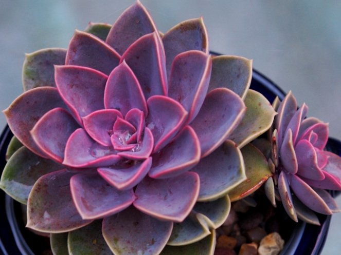 Echeveria-Purple-Pearl