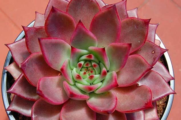 Echeveria Taurus