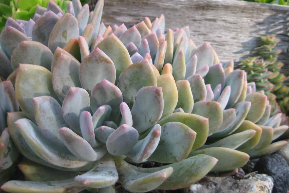 Graptoveria ‘Debbie’