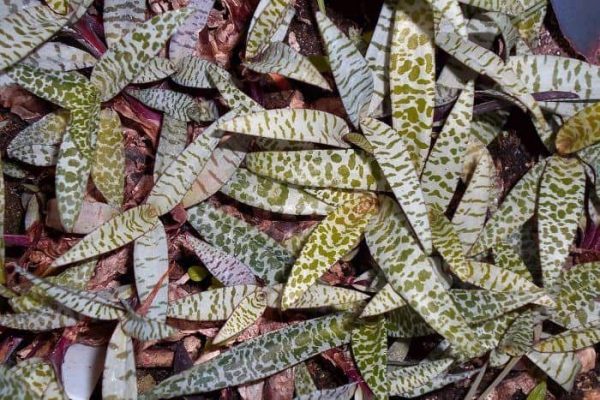 Ledebouria socialis silver squill