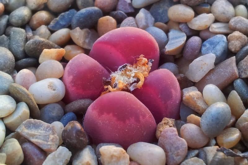Lithops optica rubra