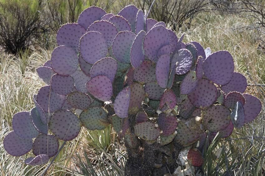 Opuntia Santarita ‘Santa Rita Prickly Pear’