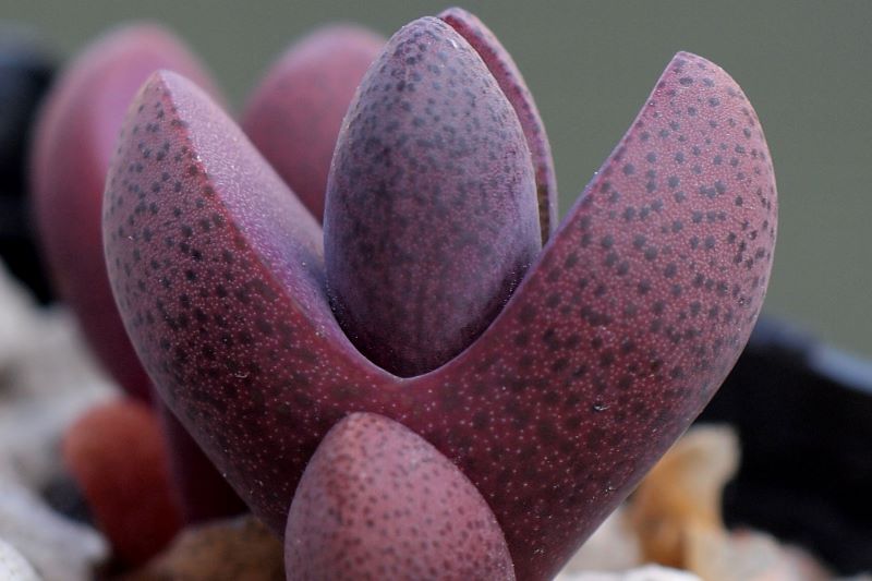 Pleiospilos Nelii ‘Royal Flush’