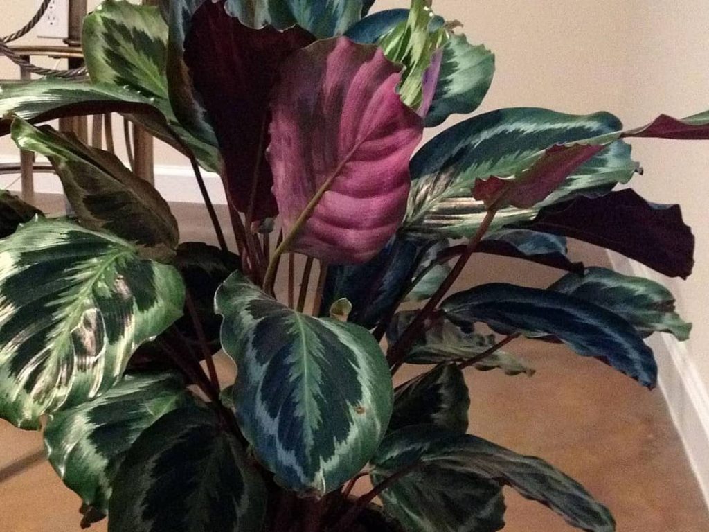Prayer_plant_indoor