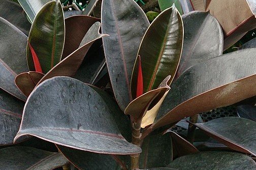 Rubber Plant Ficus elastica Robusta
