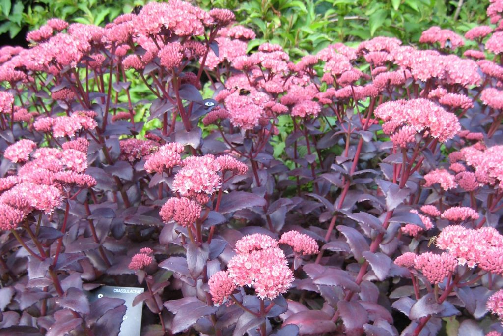 Sedum Purple Emperor
