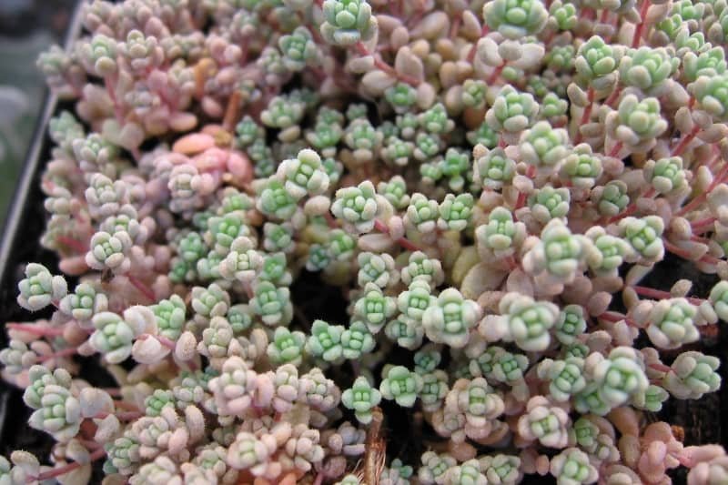 Sedum dasyphyllum