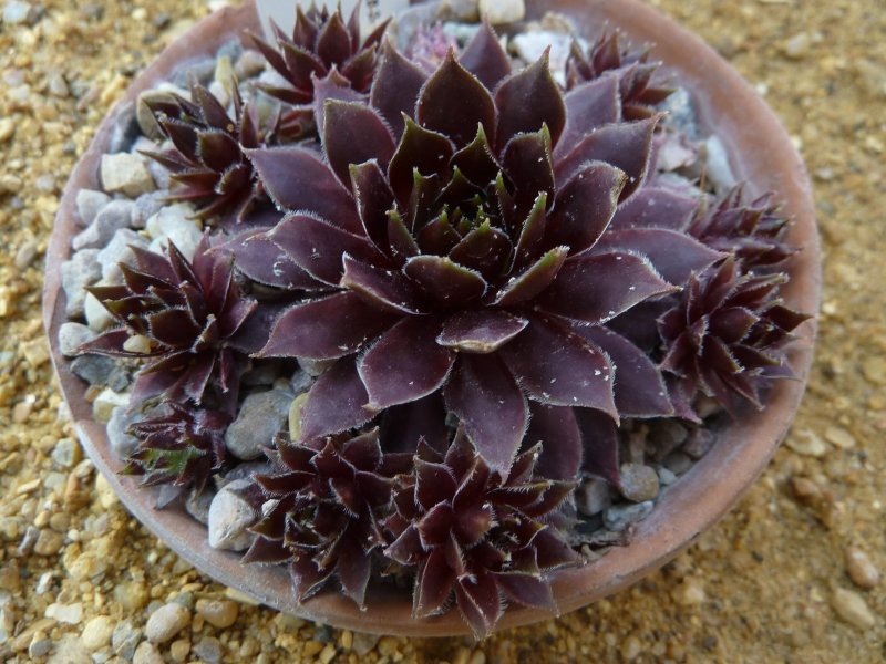 Sempervivum Dark Beauty