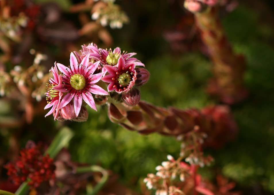 Sempervivum Tectorum