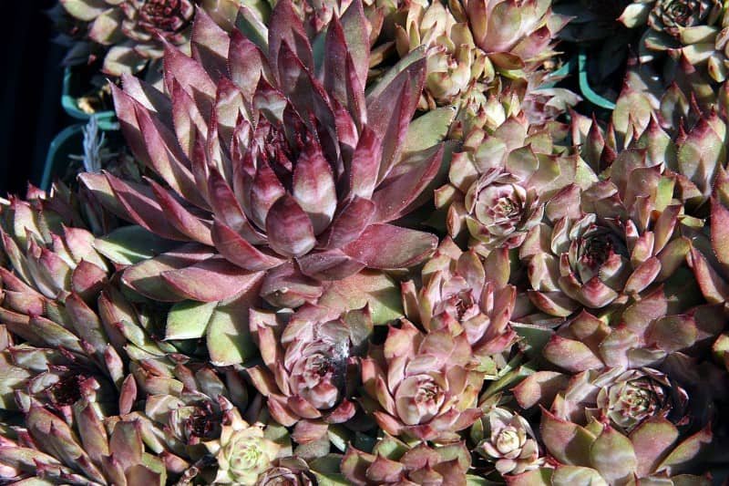 Sempervivum ‘Purple Beauty’