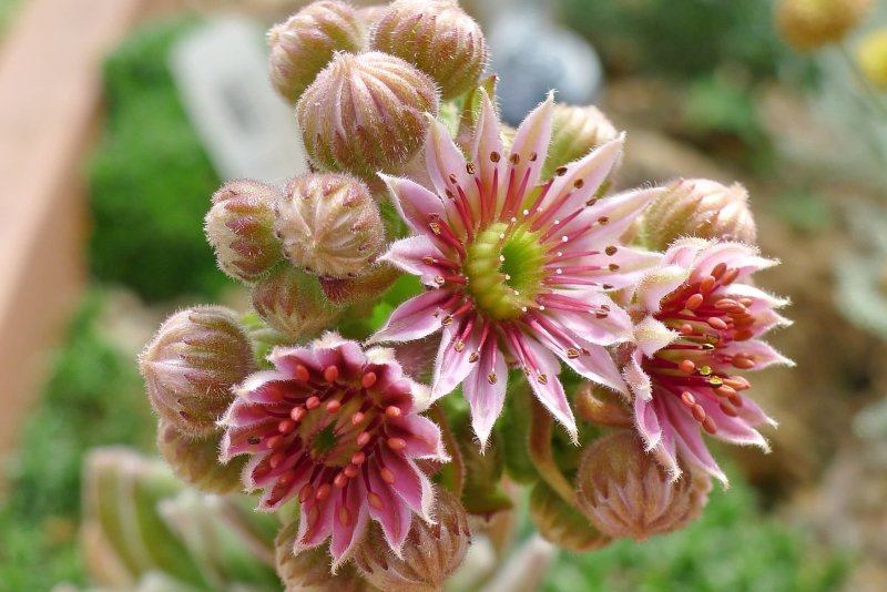 Sempervivum_'Raspberry_Ice'