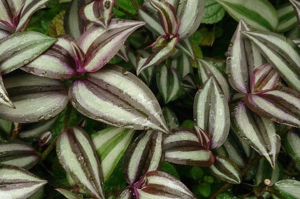Silvery Wandering jew (Tradescantia zebrina)