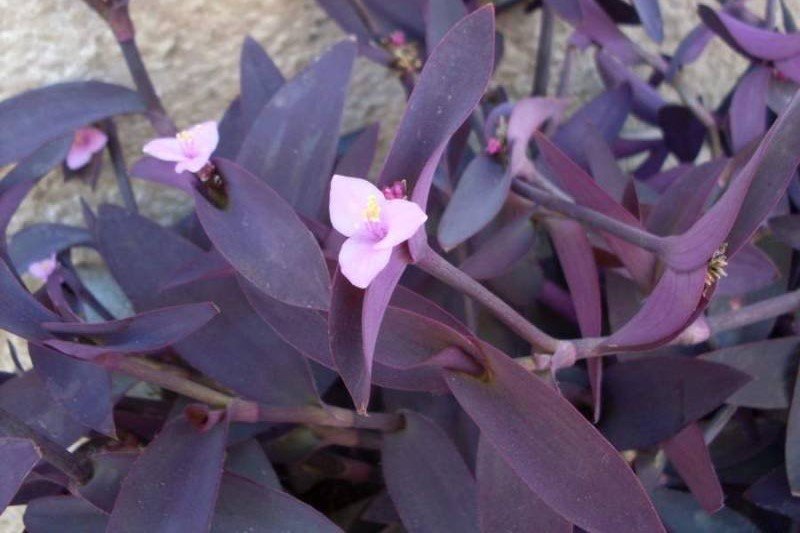 Tradescantia Pallida ‘Purple Heart’