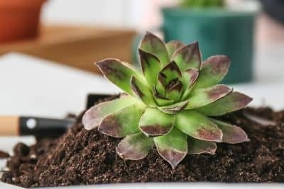 best soil for succulents