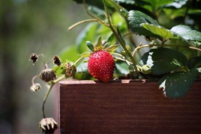best strawberry planters