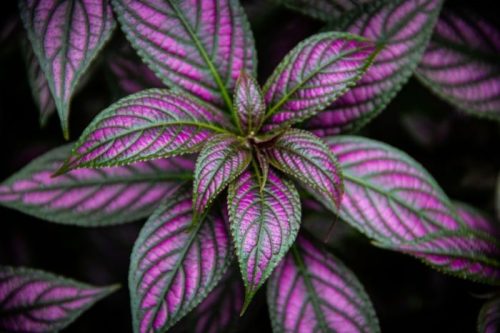 purple house plants