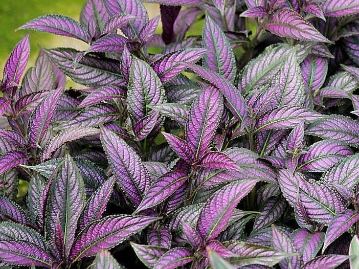 persian shield