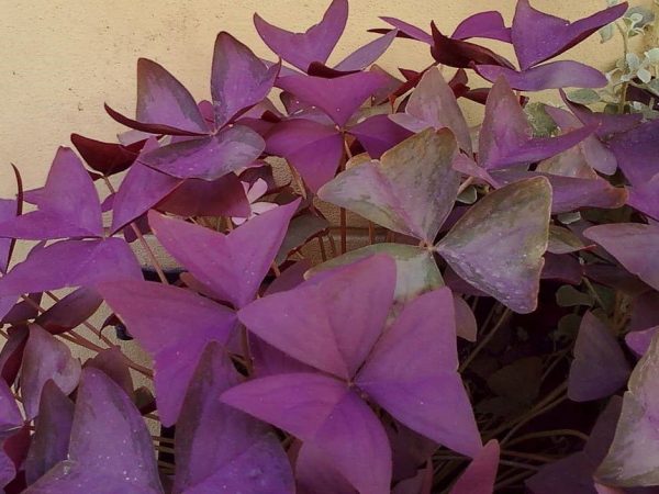 purple oxalis