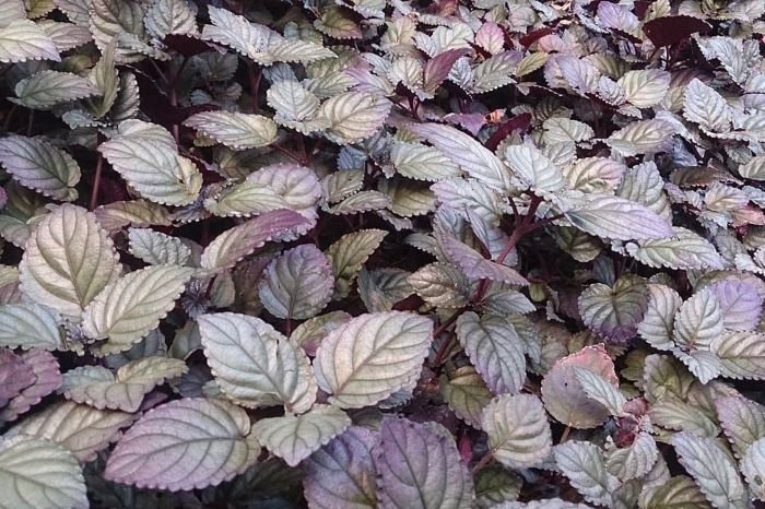 purple waffle plant Hemigraphis alternata